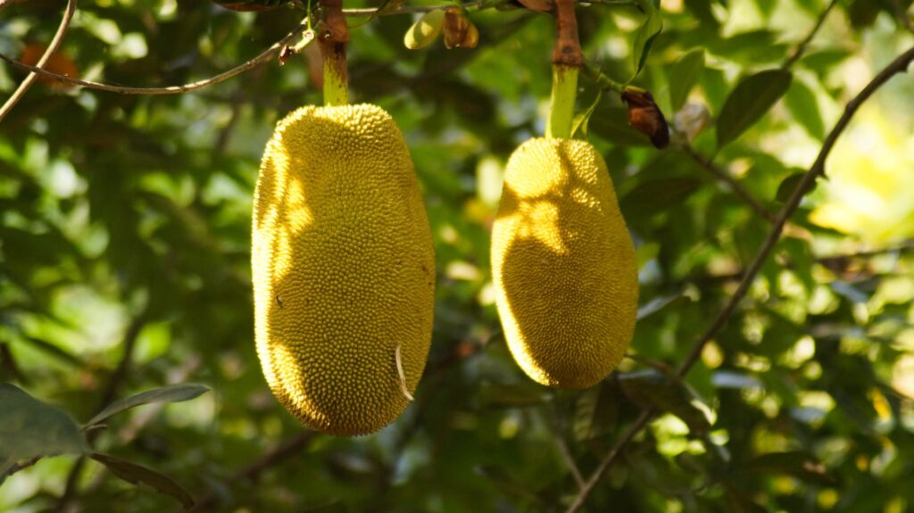 Image shows two jackfruit hanging from a tree.